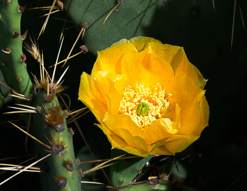 Bloom'n Things