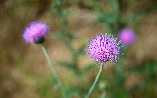 Bloom'n Things
