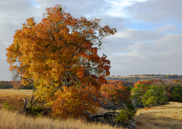 Texas